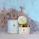 CHALLANS DE PARIS Coton Nettoyant de Stella